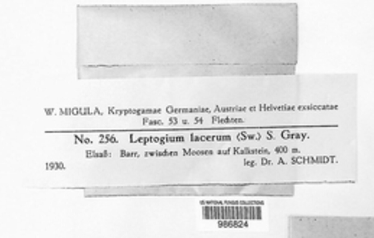 Scytinium pulvinatum image
